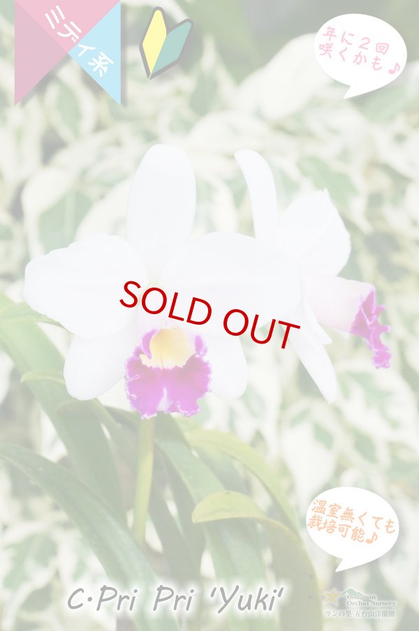 画像3: 【紅白のミニカトレア】C.Pri Pri 'Yuki'（交配種）カトレア　プリプリ 'ユキ' (3)