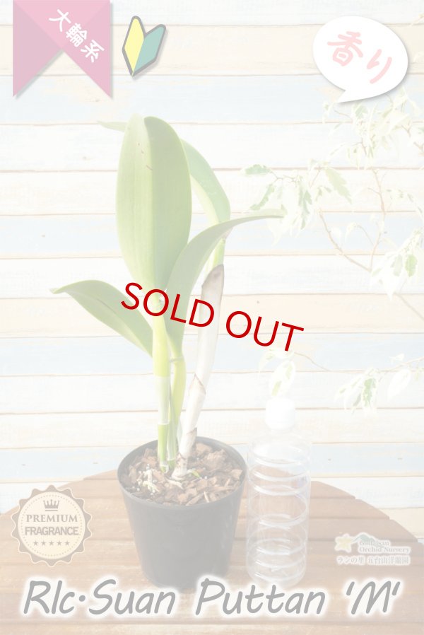 画像5: 【香りを楽しむ大輪クリームグリーンカトレア】Rlc.Suan Puttan 'M' (交配種)カトレア スアンプタン ‘エム' (5)