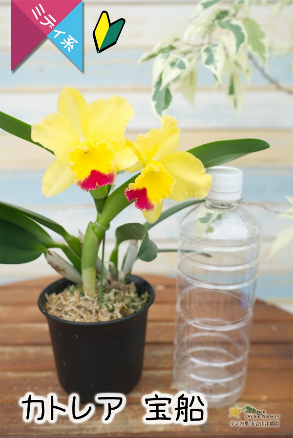 画像5: 【明るいレモン色のミニカトレア】Cattleya(C.) 宝船　（交配種）カトレア　宝船 (5)