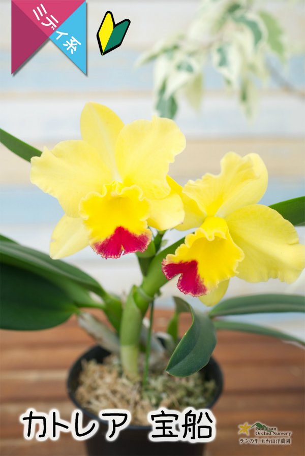 画像3: 【明るいレモン色のミニカトレア】Cattleya(C.) 宝船　（交配種）カトレア　宝船 (3)