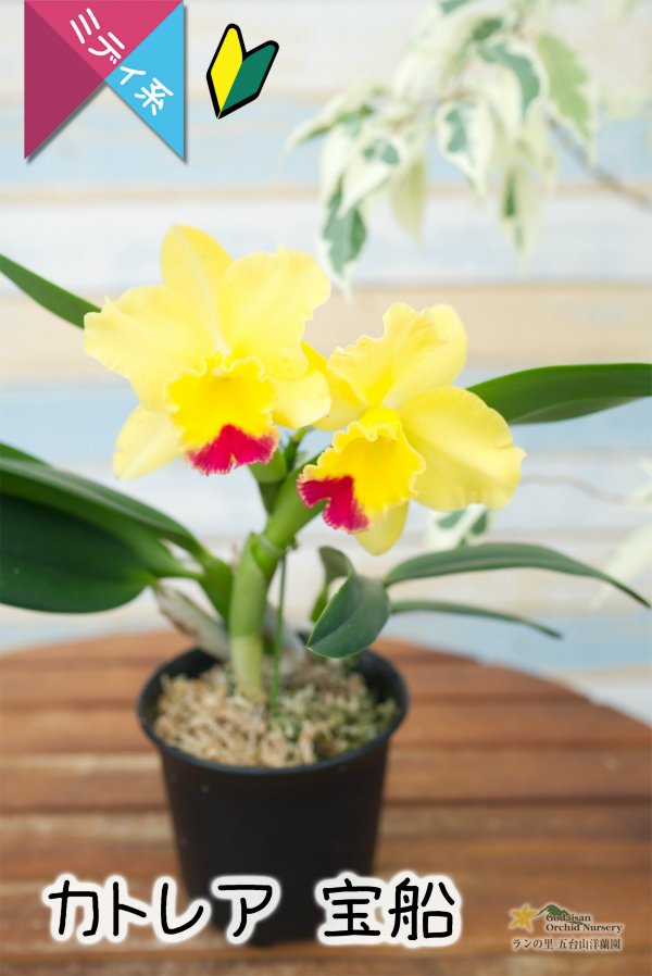 画像4: 【明るいレモン色のミニカトレア】Cattleya(C.) 宝船　（交配種）カトレア　宝船 (4)