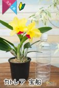 画像6: 【明るいレモン色のミニカトレア】Cattleya(C.) 宝船　（交配種）カトレア　宝船 (6)