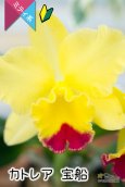 画像2: 【明るいレモン色のミニカトレア】Cattleya(C.) 宝船　（交配種）カトレア　宝船 (2)