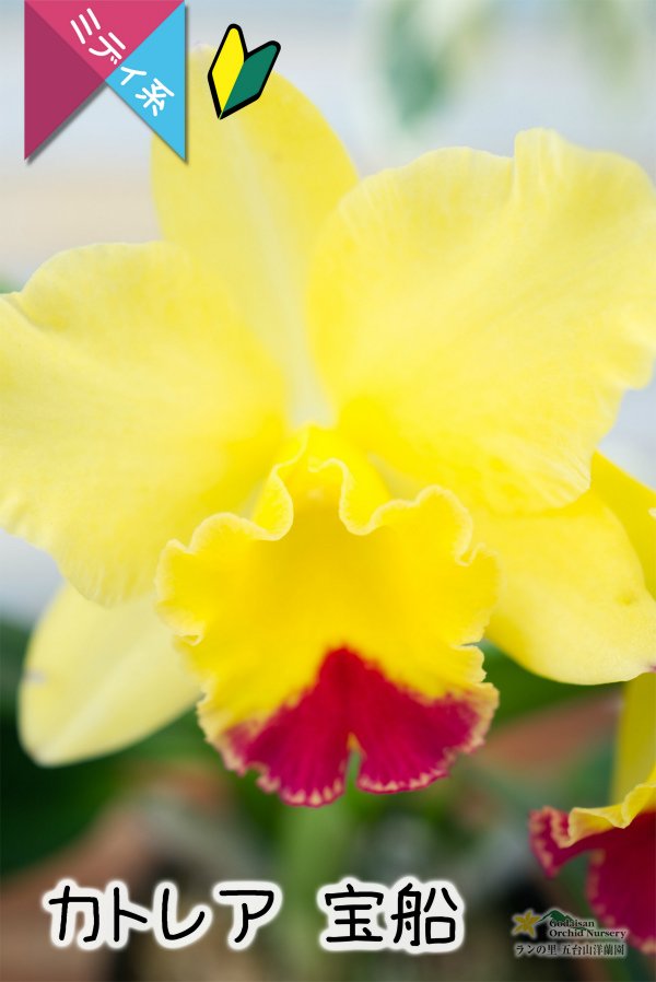 画像2: 【明るいレモン色のミニカトレア】Cattleya(C.) 宝船　（交配種）カトレア　宝船 (2)