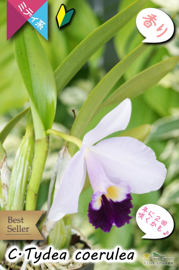 画像4: 【ブルー系ミディカトレア】C.Tydea coerulea（交配種）カトレア　ティディー　セルレア (4)