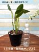 【2026年・夏頃】花予定サイズ株・開花サイズ（花は付いておりません。ご注意下さい。）