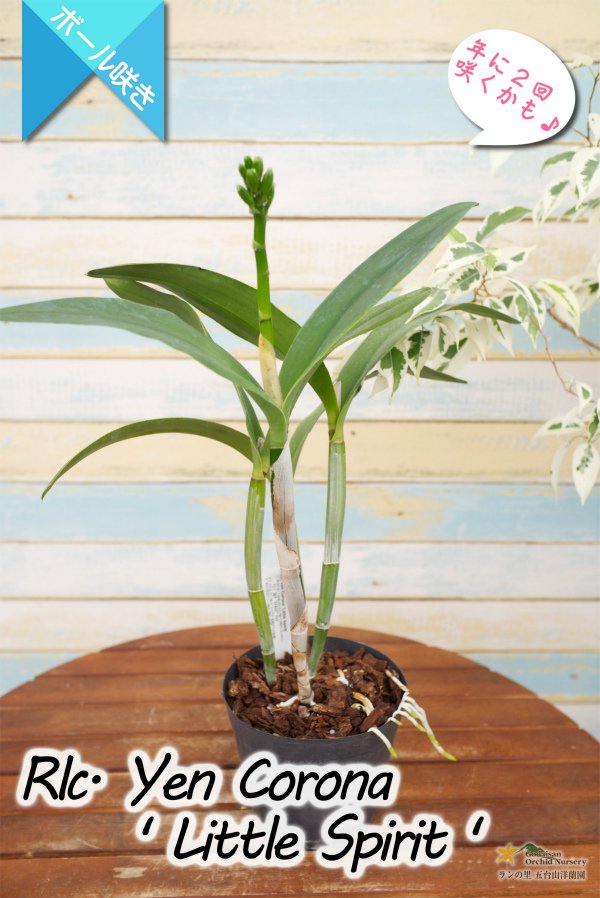 画像5: 【グリーンに赤いクサビが印象的なボール咲きカトレア】Rlc[Blc].Yen Corona 'Little Spirit' （交配種）カトレア系　イェン コロナ ‘リトルスピリット' (5)