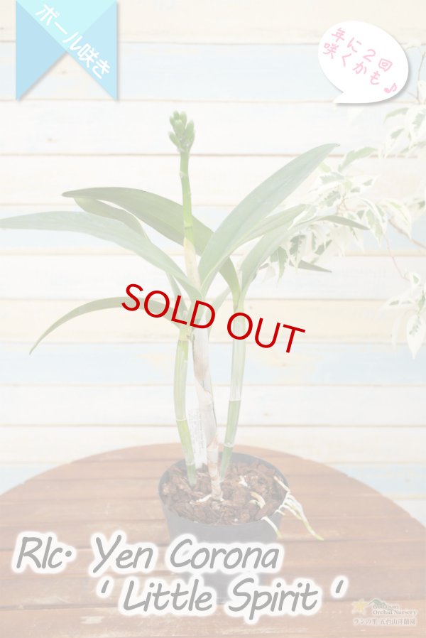 画像5: 【グリーンに赤いクサビが印象的なボール咲きカトレア】Rlc[Blc].Yen Corona 'Little Spirit' （交配種）カトレア系　イェン コロナ ‘リトルスピリット' (5)