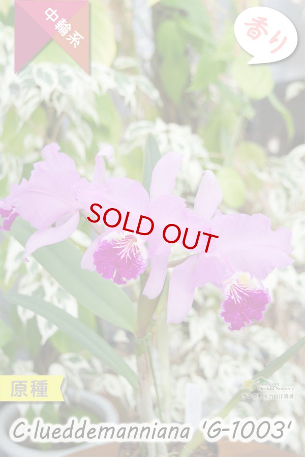 画像3: 【ベネズエラを代表する原種カトレア】C.lueddemanniana 'G-1003' （原種・実生）カトレア　ルデマニアナ　'G-1003' (3)