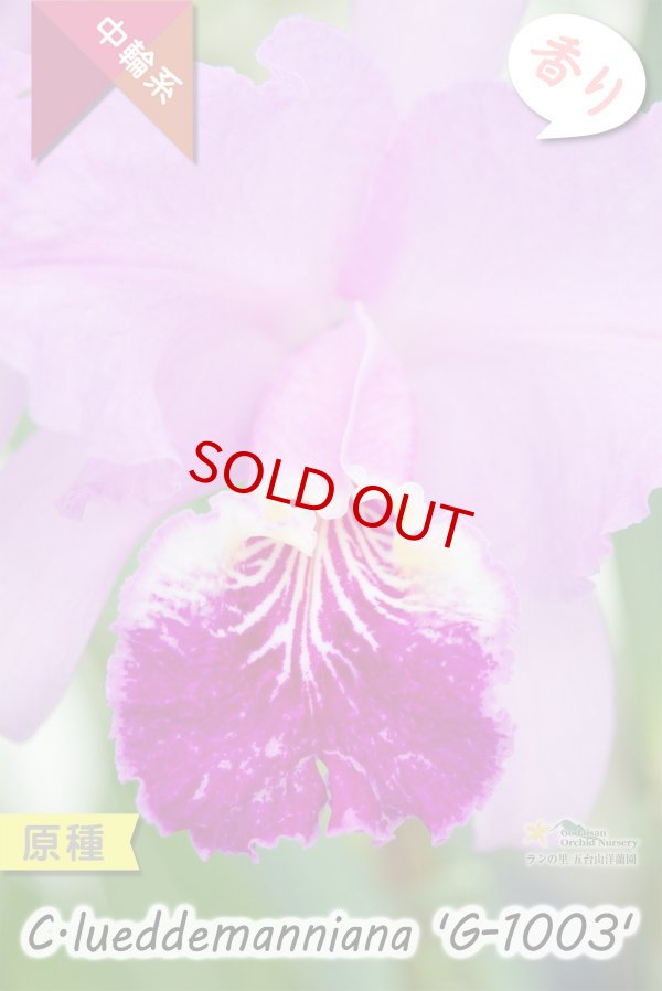 画像7: 【ベネズエラを代表する原種カトレア】C.lueddemanniana 'G-1003' （原種・実生）カトレア　ルデマニアナ　'G-1003' (7)