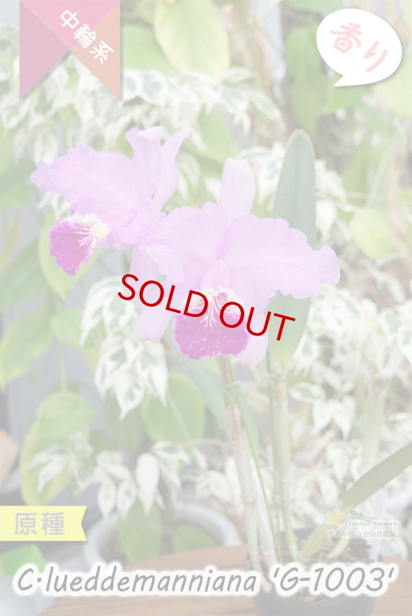 画像4: 【ベネズエラを代表する原種カトレア】C.lueddemanniana 'G-1003' （原種・実生）カトレア　ルデマニアナ　'G-1003' (4)