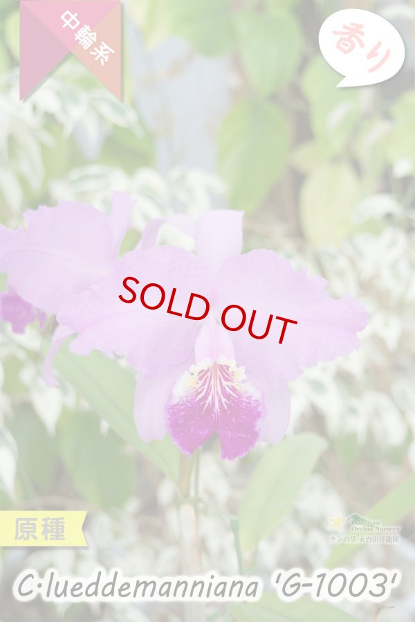 画像5: 【ベネズエラを代表する原種カトレア】C.lueddemanniana 'G-1003' （原種・実生）カトレア　ルデマニアナ　'G-1003' (5)