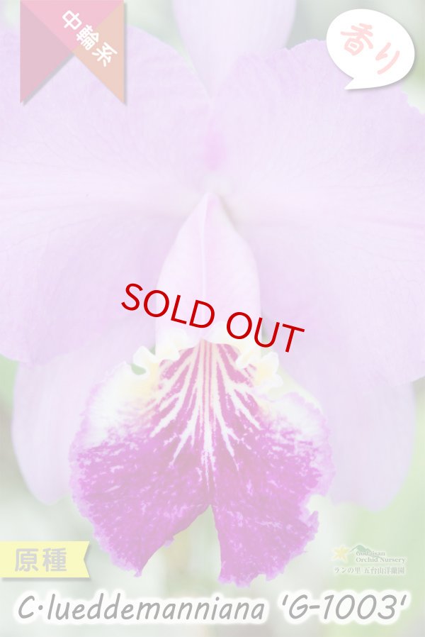 画像8: 【ベネズエラを代表する原種カトレア】C.lueddemanniana 'G-1003' （原種・実生）カトレア　ルデマニアナ　'G-1003' (8)