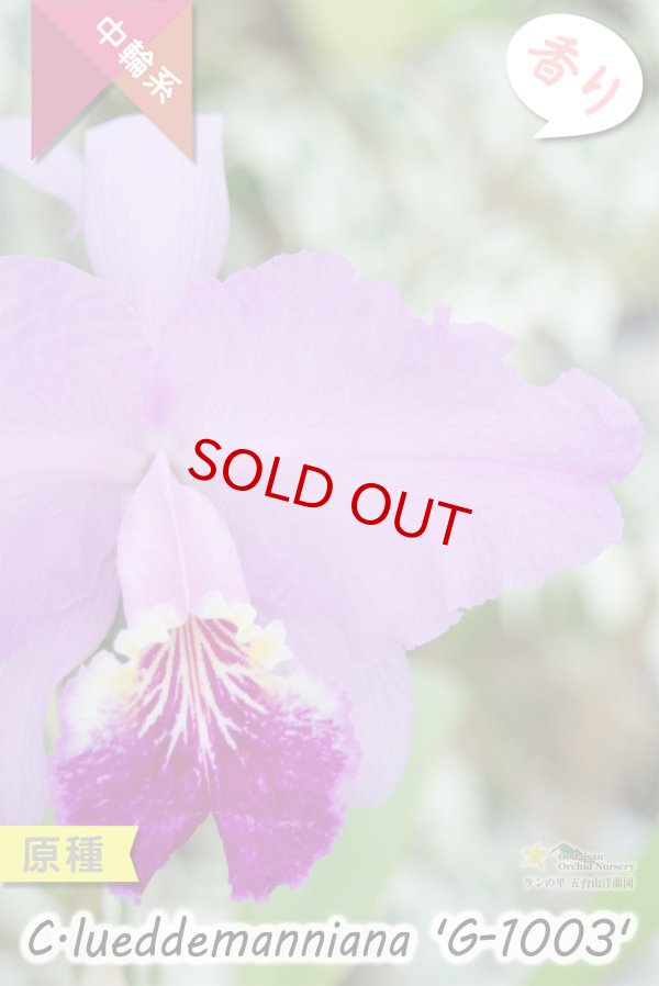 画像9: 【ベネズエラを代表する原種カトレア】C.lueddemanniana 'G-1003' （原種・実生）カトレア　ルデマニアナ　'G-1003' (9)