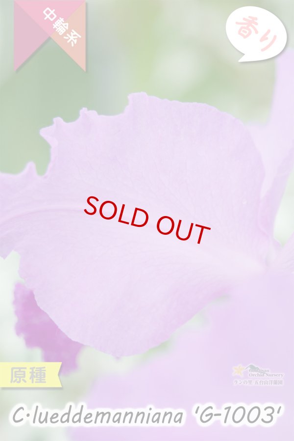 画像11: 【ベネズエラを代表する原種カトレア】C.lueddemanniana 'G-1003' （原種・実生）カトレア　ルデマニアナ　'G-1003' (11)