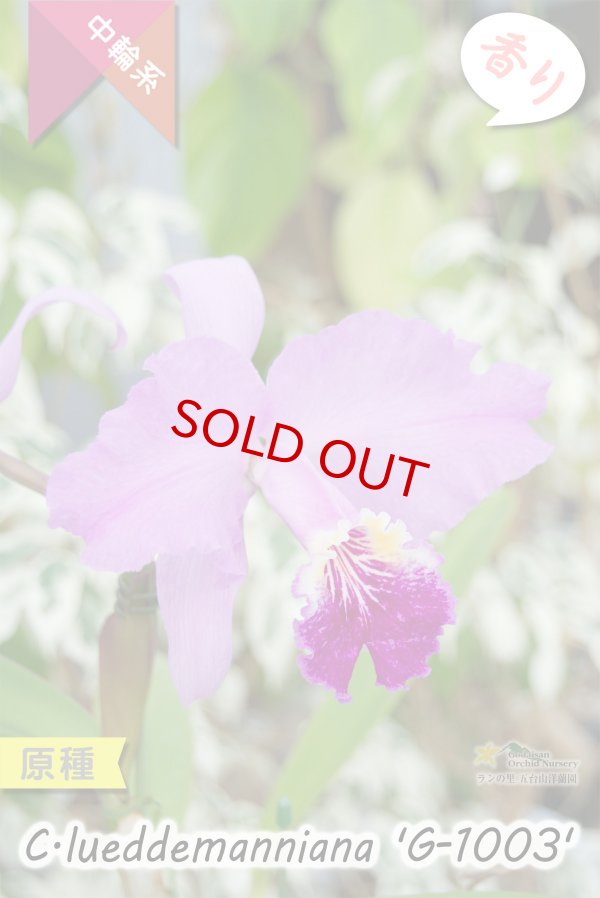 画像10: 【ベネズエラを代表する原種カトレア】C.lueddemanniana 'G-1003' （原種・実生）カトレア　ルデマニアナ　'G-1003' (10)