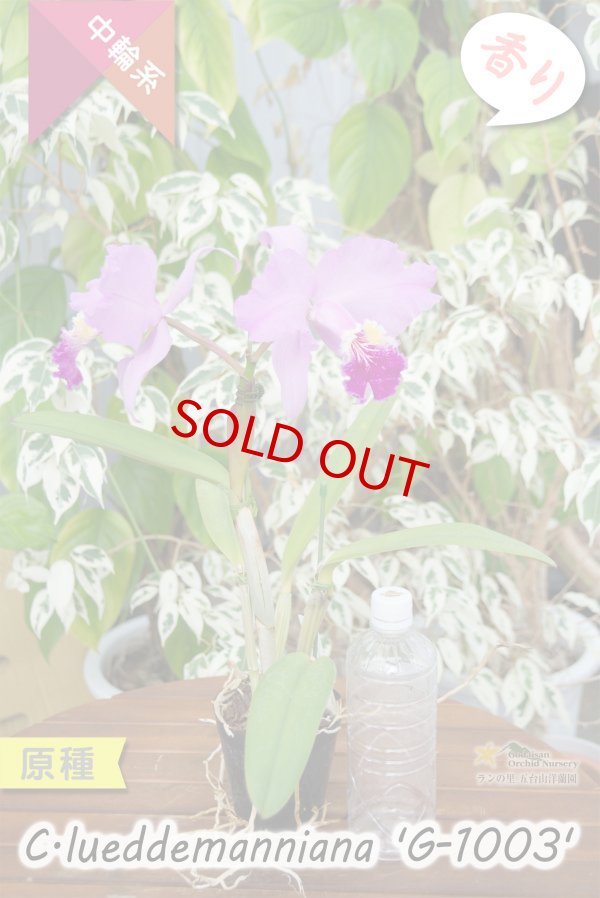 画像12: 【ベネズエラを代表する原種カトレア】C.lueddemanniana 'G-1003' （原種・実生）カトレア　ルデマニアナ　'G-1003' (12)