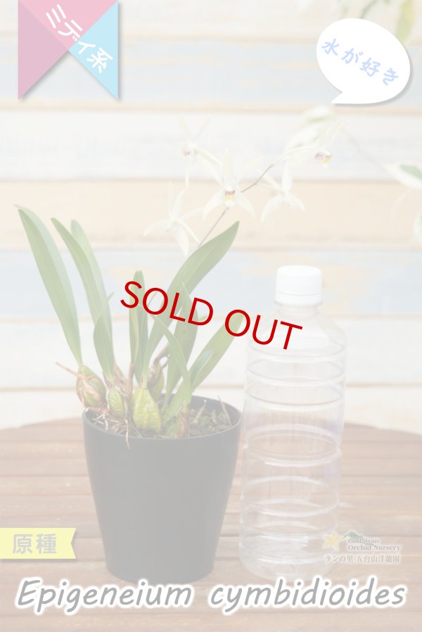 画像7: 【東南アジアの高地に楚々と咲く原種ラン】Epigeneium  cymbidioides（原種）エピゲネイム　シンビディオイデス (7)