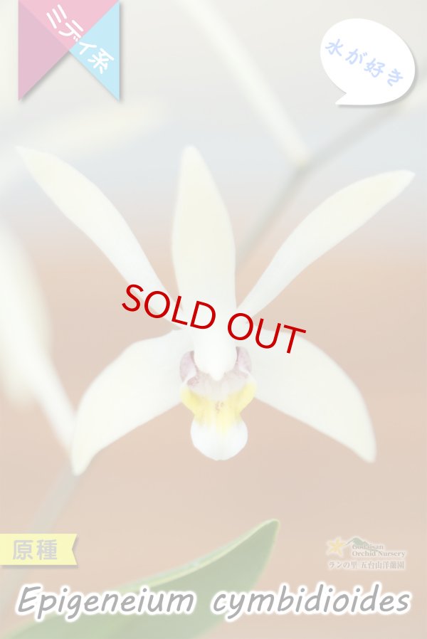 画像1: 【東南アジアの高地に楚々と咲く原種ラン】Epigeneium  cymbidioides（原種）エピゲネイム　シンビディオイデス (1)