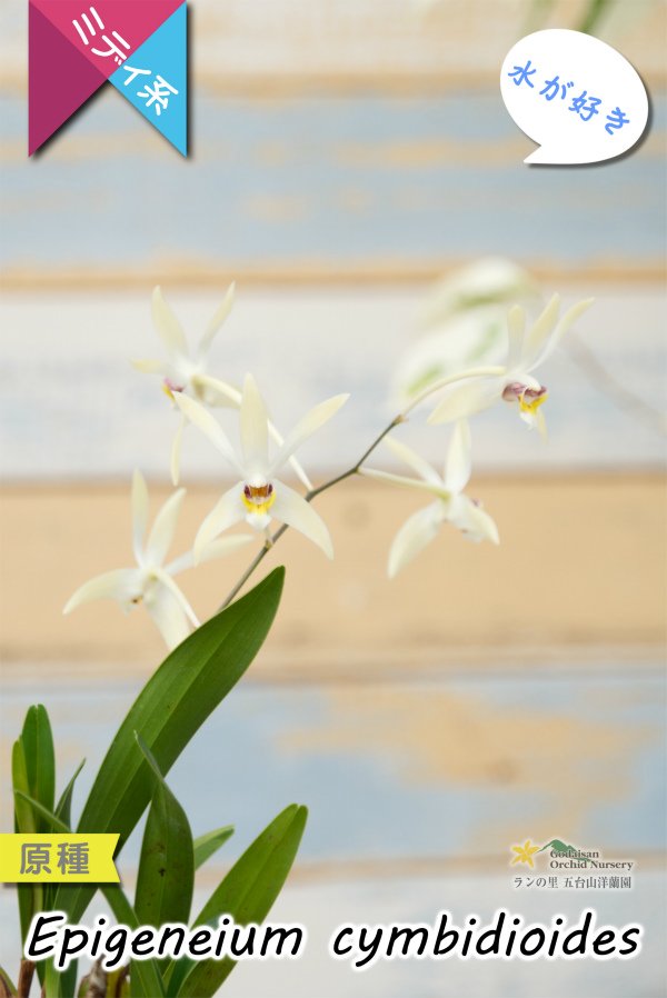 画像2: 【東南アジアの高地に楚々と咲く原種ラン】Epigeneium  cymbidioides（原種）エピゲネイム　シンビディオイデス (2)