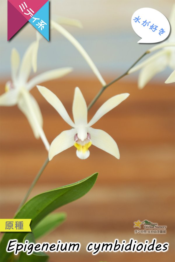 画像4: 【東南アジアの高地に楚々と咲く原種ラン】Epigeneium  cymbidioides（原種）エピゲネイム　シンビディオイデス (4)