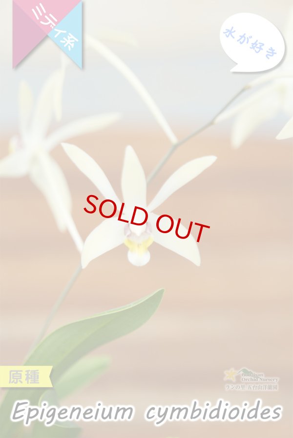 画像4: 【東南アジアの高地に楚々と咲く原種ラン】Epigeneium  cymbidioides（原種）エピゲネイム　シンビディオイデス (4)