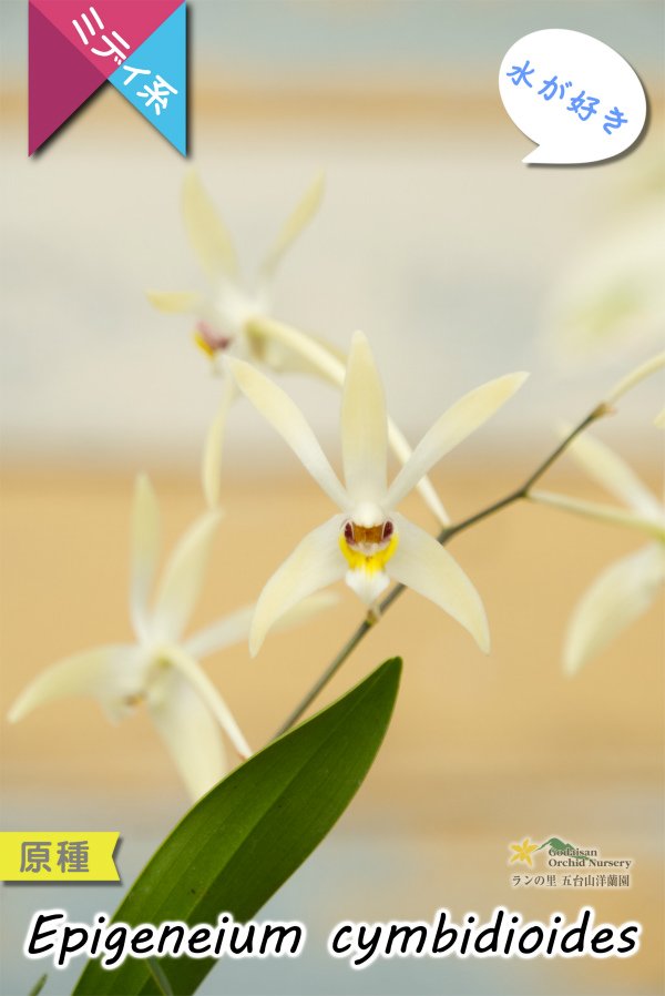 画像3: 【東南アジアの高地に楚々と咲く原種ラン】Epigeneium  cymbidioides（原種）エピゲネイム　シンビディオイデス (3)