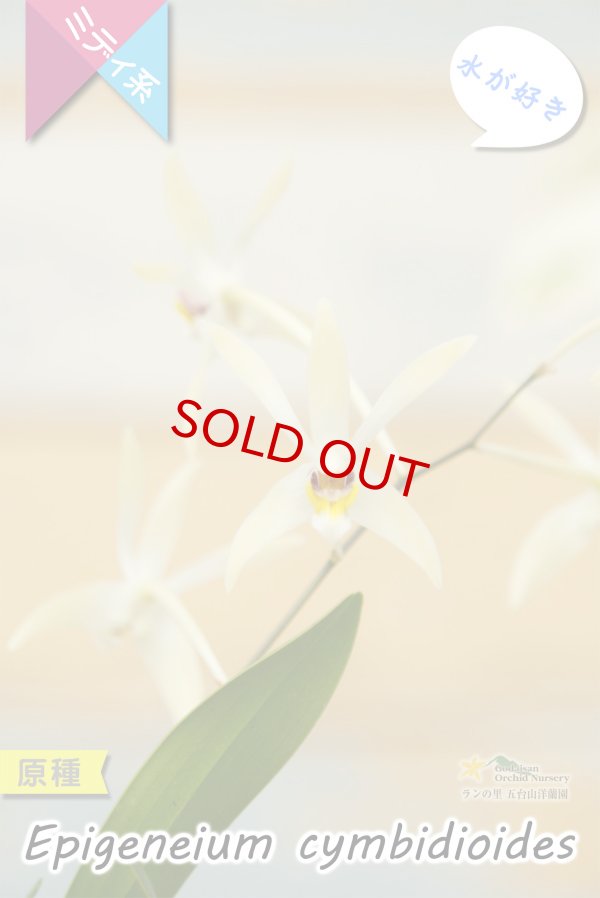 画像3: 【東南アジアの高地に楚々と咲く原種ラン】Epigeneium  cymbidioides（原種）エピゲネイム　シンビディオイデス (3)