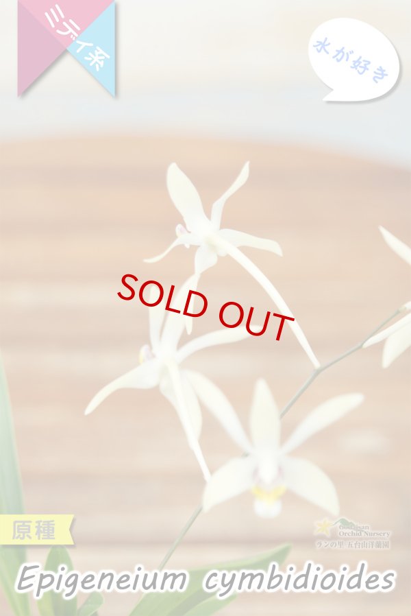 画像6: 【東南アジアの高地に楚々と咲く原種ラン】Epigeneium  cymbidioides（原種）エピゲネイム　シンビディオイデス (6)
