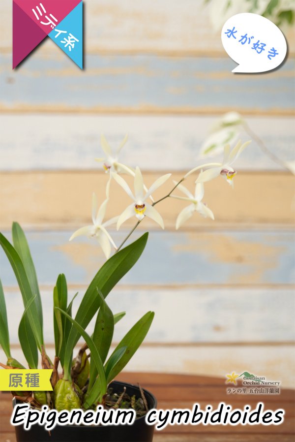 画像5: 【東南アジアの高地に楚々と咲く原種ラン】Epigeneium  cymbidioides（原種）エピゲネイム　シンビディオイデス (5)