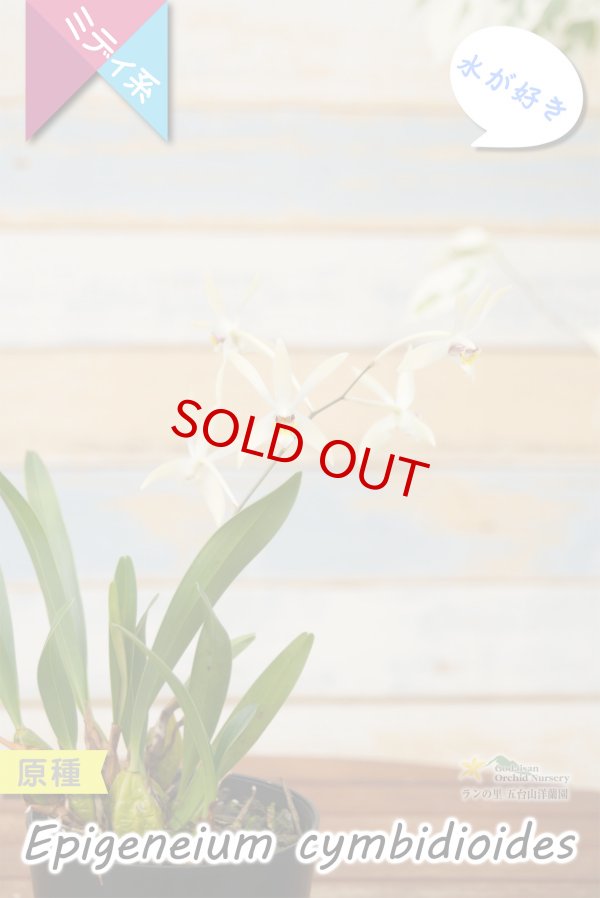 画像5: 【東南アジアの高地に楚々と咲く原種ラン】Epigeneium  cymbidioides（原種）エピゲネイム　シンビディオイデス (5)