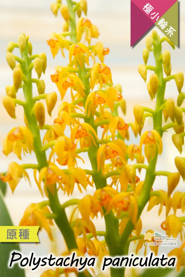 画像5: 【アフリカの自然を感じさせる美しい原種ラン】Polystachya paniculata（原種）ポリスタキア　パニキュラータ (5)