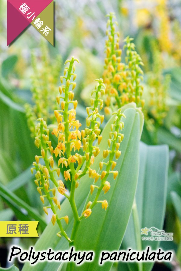 画像7: 【アフリカの自然を感じさせる美しい原種ラン】Polystachya paniculata（原種）ポリスタキア　パニキュラータ (7)