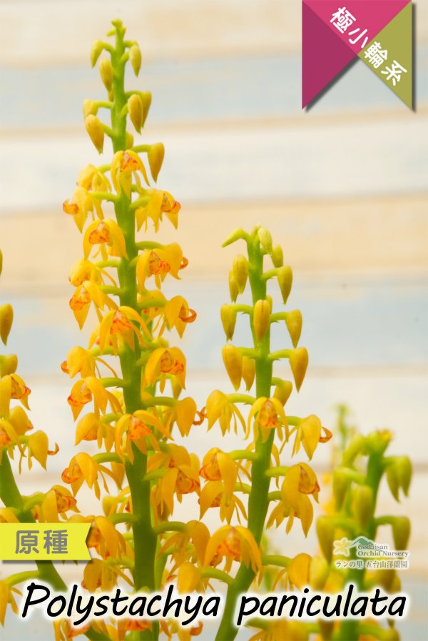 画像4: 【アフリカの自然を感じさせる美しい原種ラン】Polystachya paniculata（原種）ポリスタキア　パニキュラータ (4)