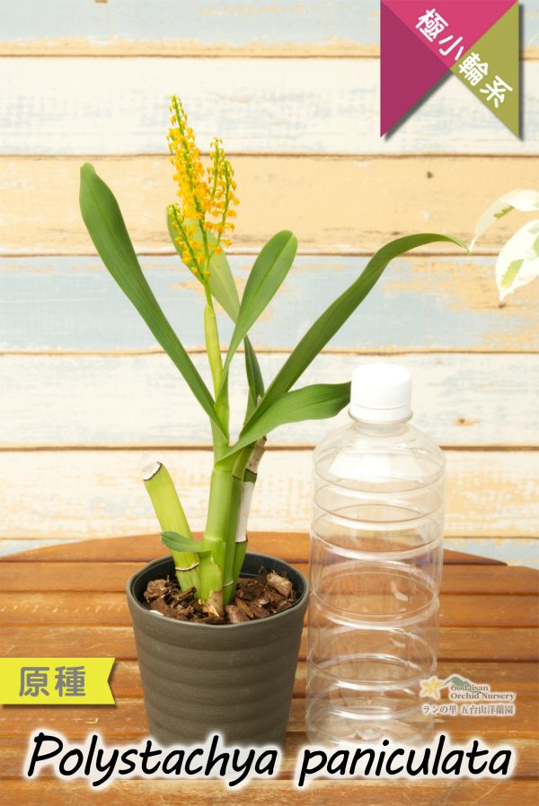 画像8: 【アフリカの自然を感じさせる美しい原種ラン】Polystachya paniculata（原種）ポリスタキア　パニキュラータ (8)