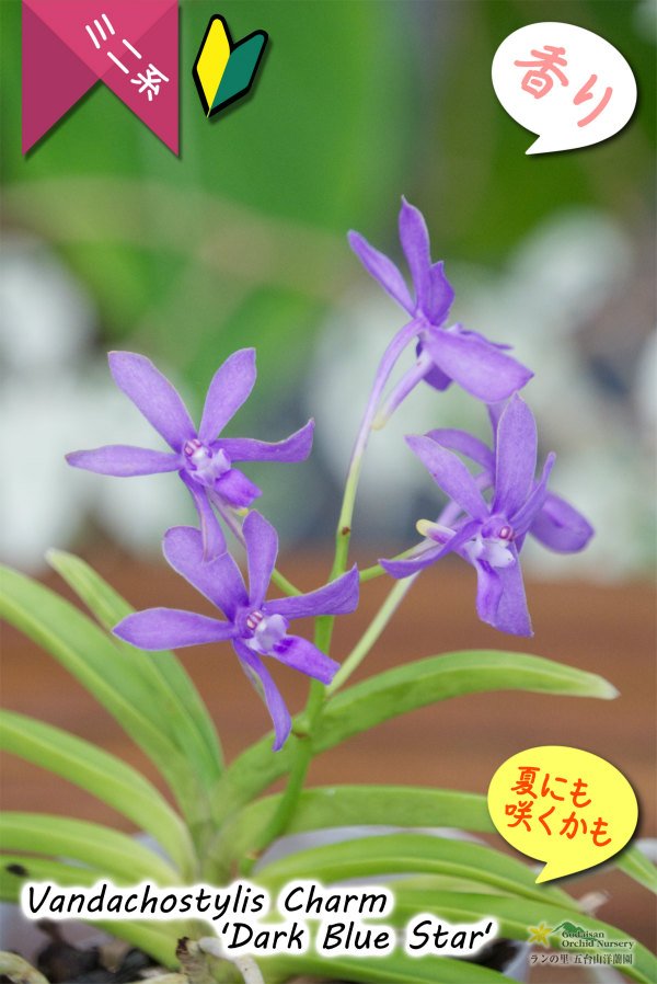画像4: 【フウラン系の香りがする小型バンダ近縁種】Vandachostylis Charm 'Dark Blue Star'(交配種)バンダコスティリス チャーム‘ダークブルースター’ (4)