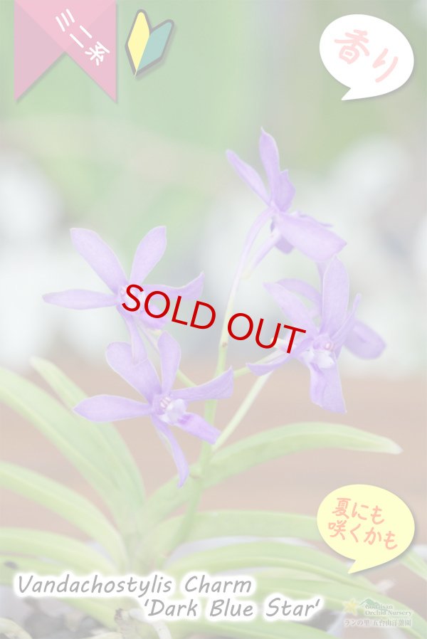 画像4: 【フウラン系の香りがする小型バンダ近縁種】Vandachostylis Charm 'Dark Blue Star'（交配種）バンダコスティリス　チャーム‘ダークブルースター’ (4)