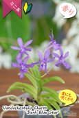 画像3: 【フウラン系の香りがする小型バンダ近縁種】Vandachostylis Charm 'Dark Blue Star'（交配種）バンダコスティリス　チャーム‘ダークブルースター’ (3)