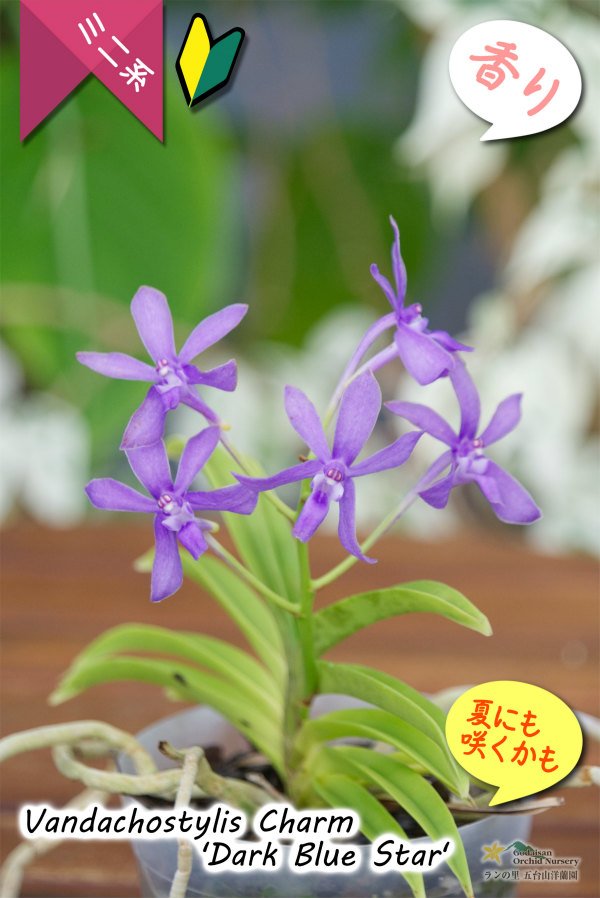 画像3: 【フウラン系の香りがする小型バンダ近縁種】Vandachostylis Charm 'Dark Blue Star'(交配種)バンダコスティリス チャーム‘ダークブルースター’ (3)