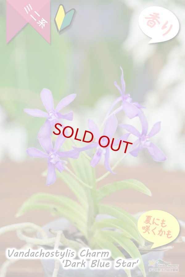 画像3: 【フウラン系の香りがする小型バンダ近縁種】Vandachostylis Charm 'Dark Blue Star'（交配種）バンダコスティリス　チャーム‘ダークブルースター’ (3)
