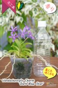 画像5: 【フウラン系の香りがする小型バンダ近縁種】Vandachostylis Charm 'Dark Blue Star'（交配種）バンダコスティリス　チャーム‘ダークブルースター’ (5)