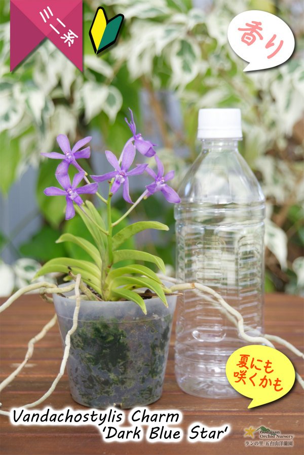 画像5: 【フウラン系の香りがする小型バンダ近縁種】Vandachostylis Charm 'Dark Blue Star'(交配種)バンダコスティリス チャーム‘ダークブルースター’ (5)
