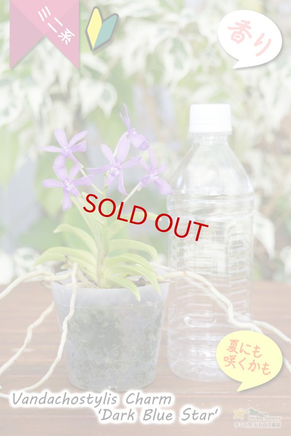 画像5: 【フウラン系の香りがする小型バンダ近縁種】Vandachostylis Charm 'Dark Blue Star'（交配種）バンダコスティリス　チャーム‘ダークブルースター’ (5)