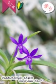 画像2: 【フウラン系の香りがする小型バンダ近縁種】Vandachostylis Charm 'Dark Blue Star'（交配種）バンダコスティリス　チャーム‘ダークブルースター’ (2)