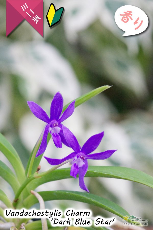画像2: 【フウラン系の香りがする小型バンダ近縁種】Vandachostylis Charm 'Dark Blue Star'(交配種)バンダコスティリス チャーム‘ダークブルースター’ (2)