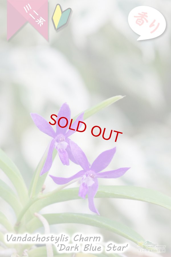 画像2: 【フウラン系の香りがする小型バンダ近縁種】Vandachostylis Charm 'Dark Blue Star'（交配種）バンダコスティリス　チャーム‘ダークブルースター’ (2)