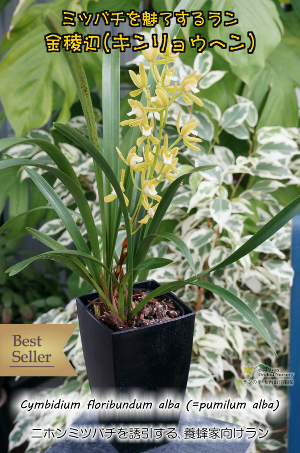 キンリョウヘン　金陵辺　白花　日本蜜蜂