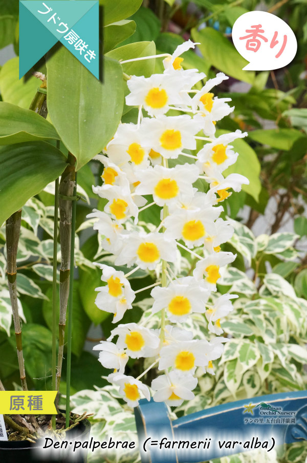 【ぶどう房咲きデンドロ原種】Dendrobium palpebrae (原種) (実生株)デンドロビウム　パルペブラエ