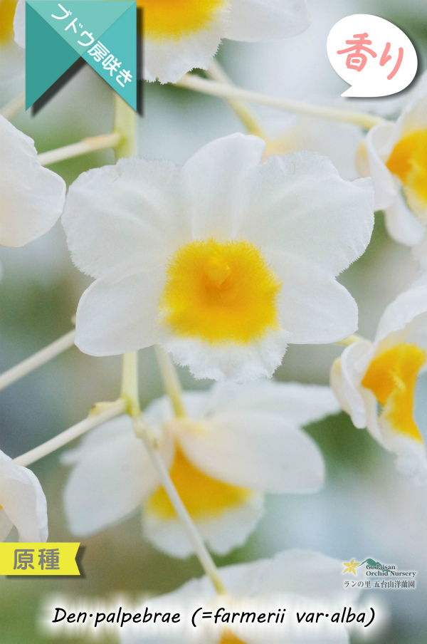 ぶどう房咲きデンドロ原種 Dendrobium Palpebrae 原種 実生株 デンドロビウム パルペブラエ デンドロビウム ぶどう房咲きデンドロ原種 Dendrobium Palpebrae 原種 実生株 デンドロビウム パルペブラエ デンドロビウム