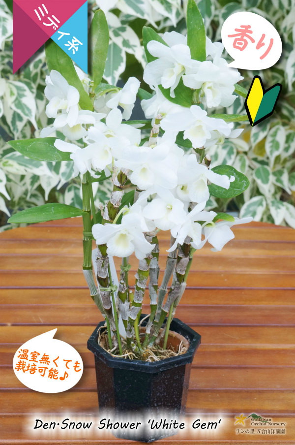 小振りな白花デンドロ Den Snow Shower White Gem 交配種 デンドロビウム スノーシャワー ホワイトジェム デンドロビウム